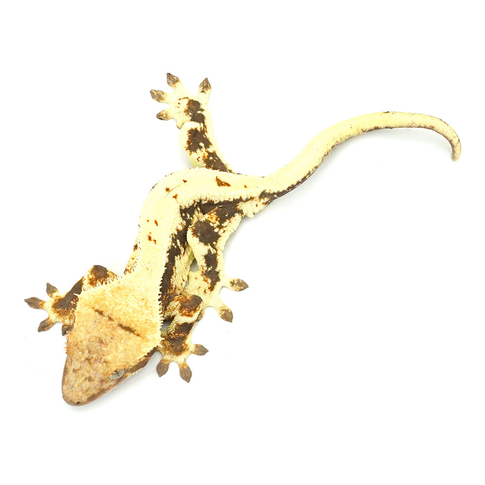Lilly White Crested Gecko