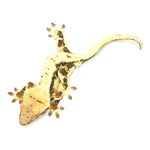 Lilly White Crested Gecko