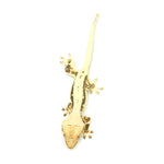Lilly White Crested Gecko
