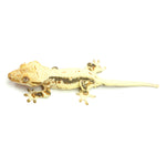 Lilly White Crested Gecko