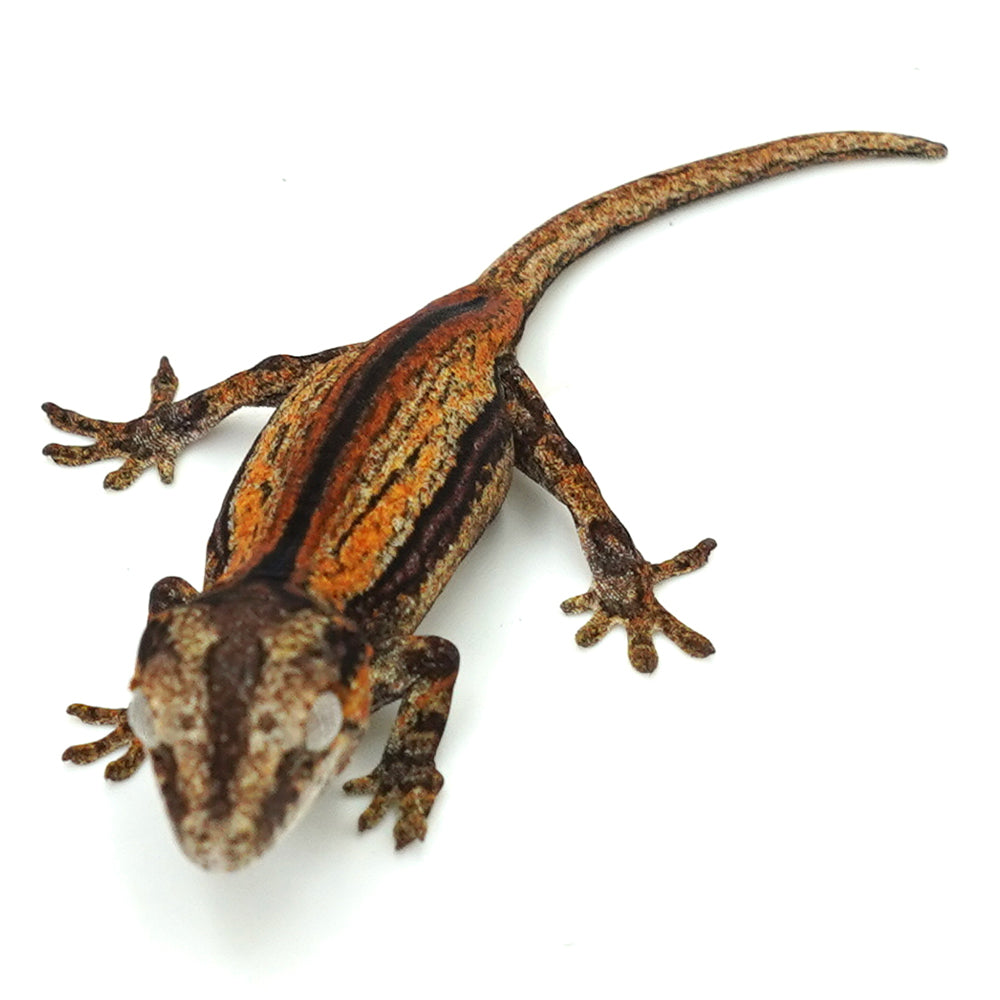 Gargoyle Gecko
