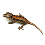 Gargoyle Gecko