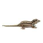 Gargoyle Gecko
