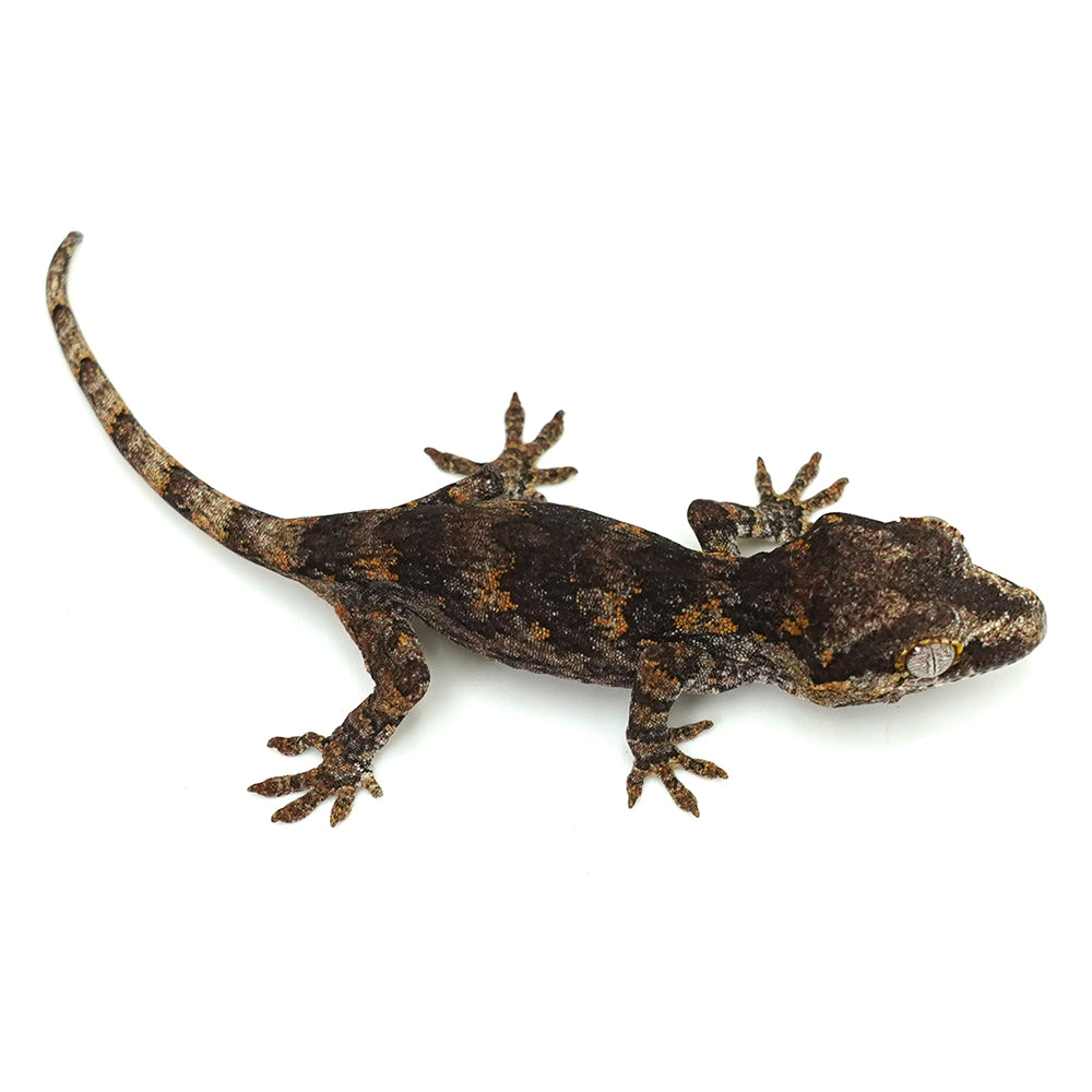 Gargoyle Gecko