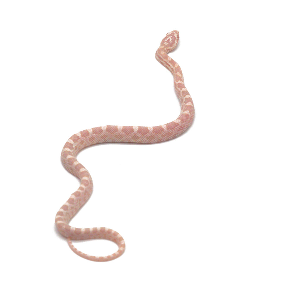 Snow Corn Snake