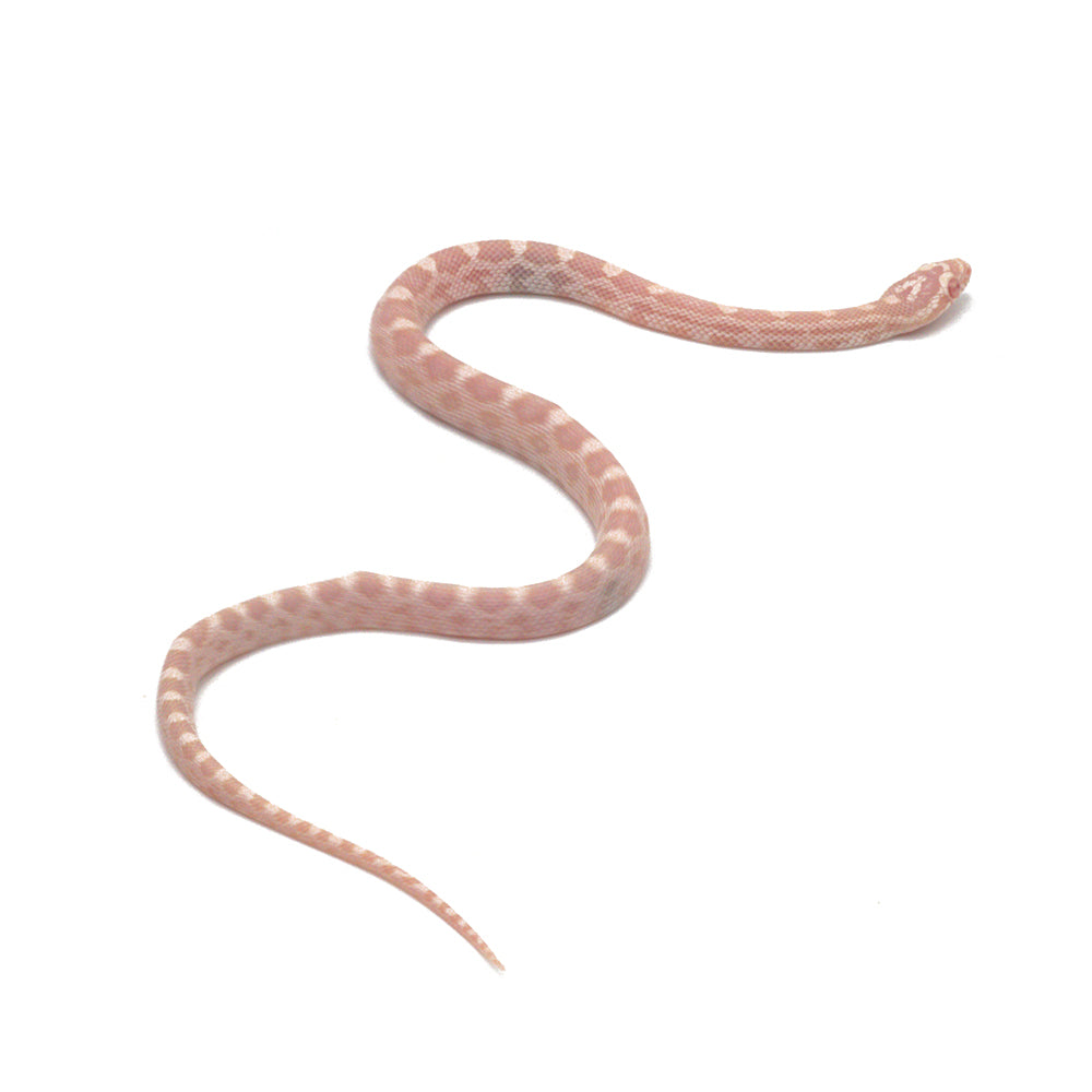 Snow Corn Snake