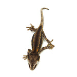 Gargoyle Gecko