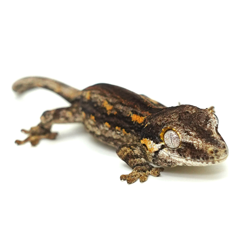 Gargoyle Gecko