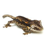 Gargoyle Gecko