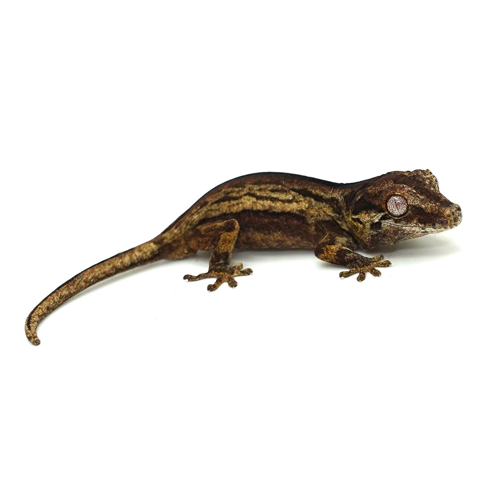 Gargoyle Gecko