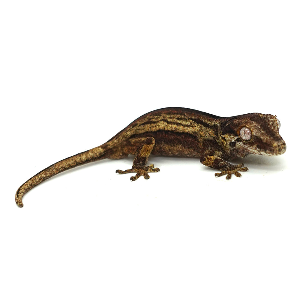 Gargoyle Gecko