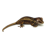 Gargoyle Gecko