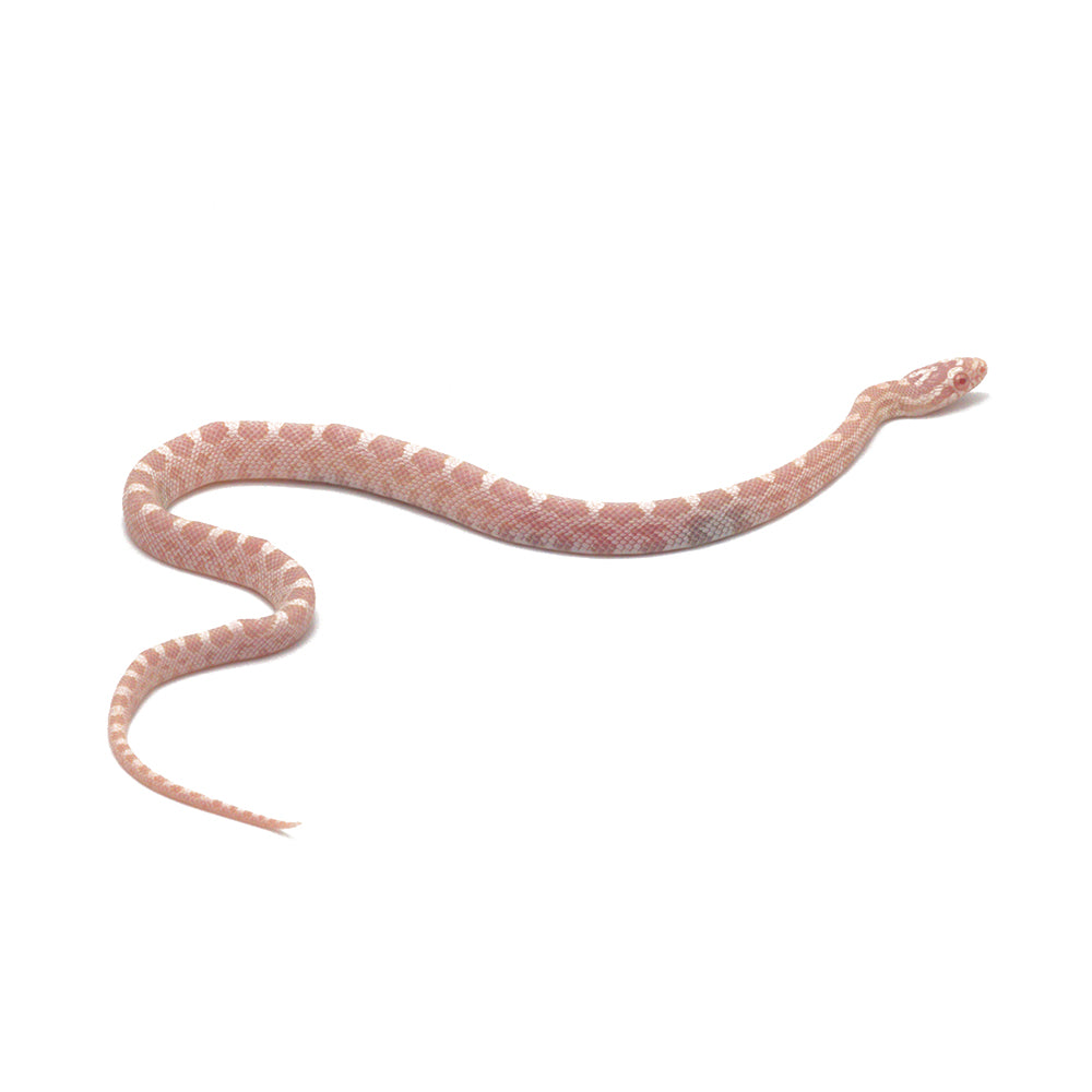Snow Corn Snake
