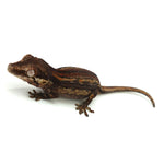 Gargoyle Gecko