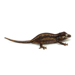 Gargoyle Gecko