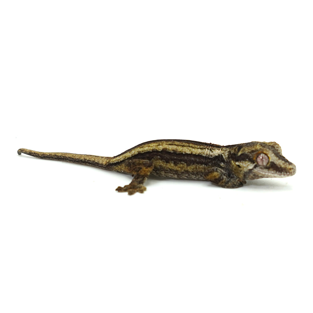 Gargoyle Gecko