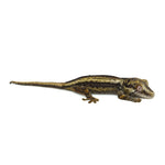 Gargoyle Gecko