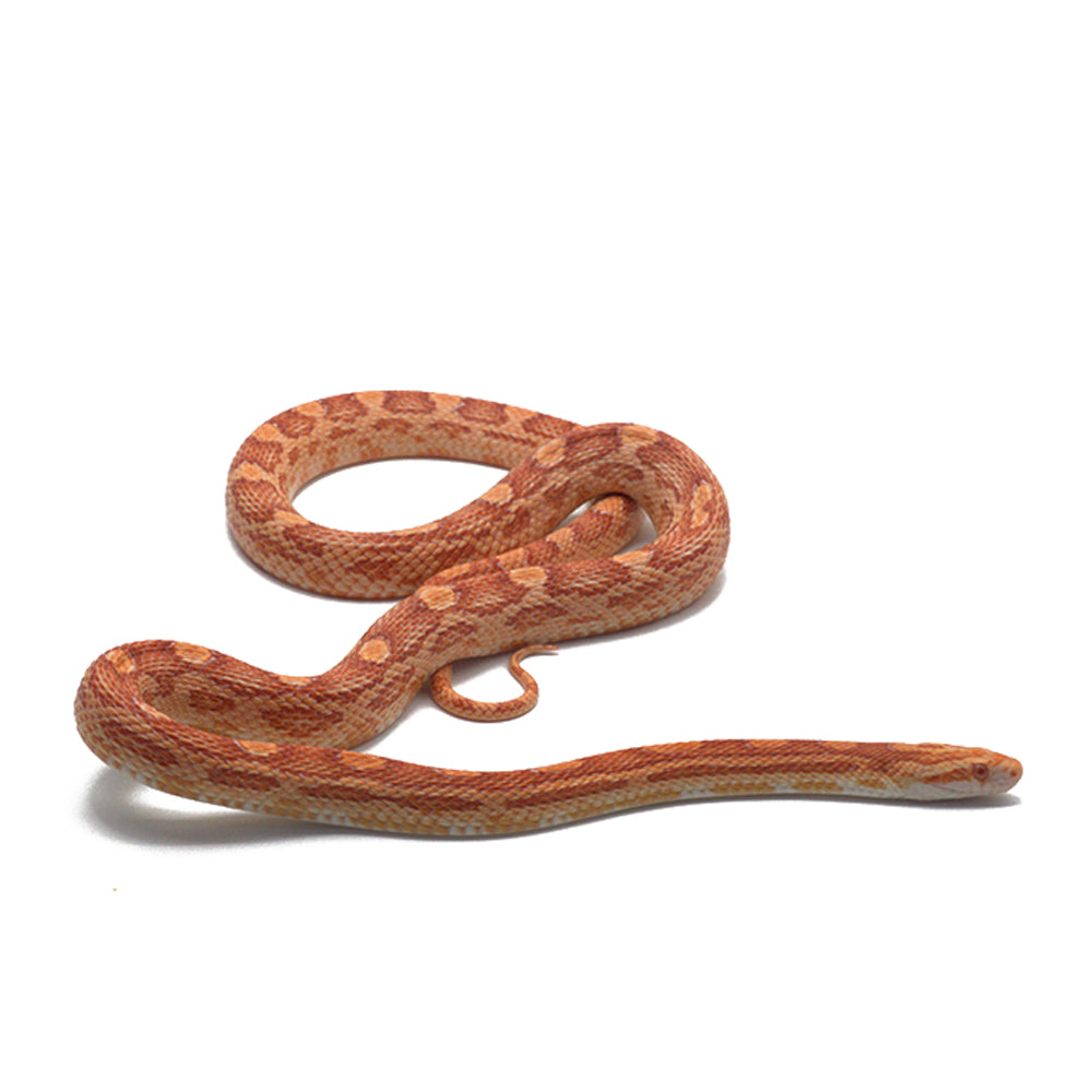 Albino Motley Het. Snow 66% Het. Scaleless Corn Snake