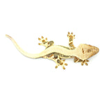 Lilly White Crested Gecko