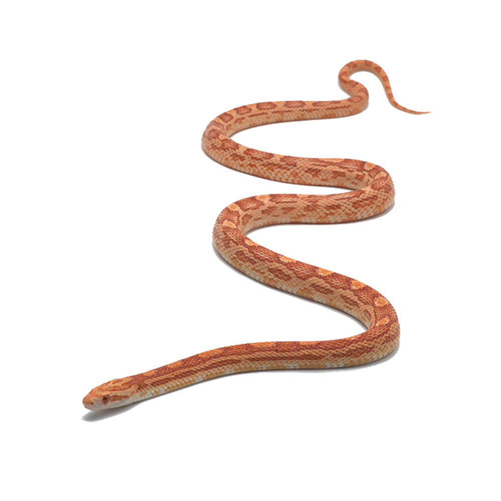 Albino Motley Het. Snow 66% Het. Scaleless Corn Snake