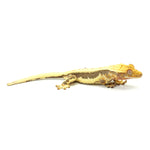 Lilly White Crested Gecko