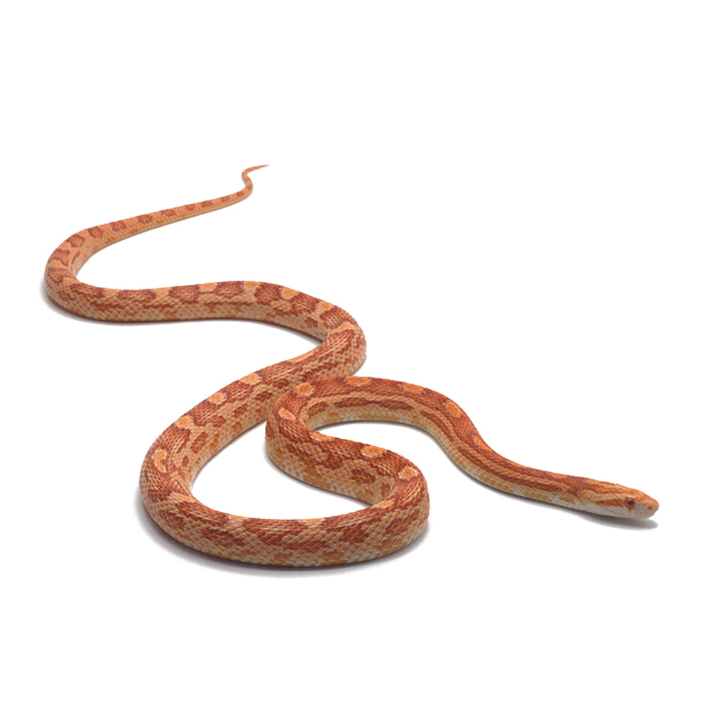 Albino Motley Het. Snow 66% Het. Scaleless Corn Snake