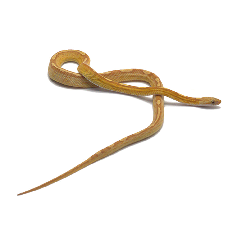 Gold Dust Motley Corn Snake