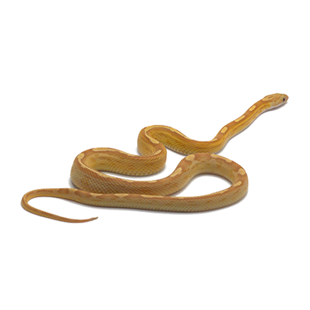 Gold Dust Motley Corn Snake