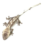 Axanthic Crested Gecko