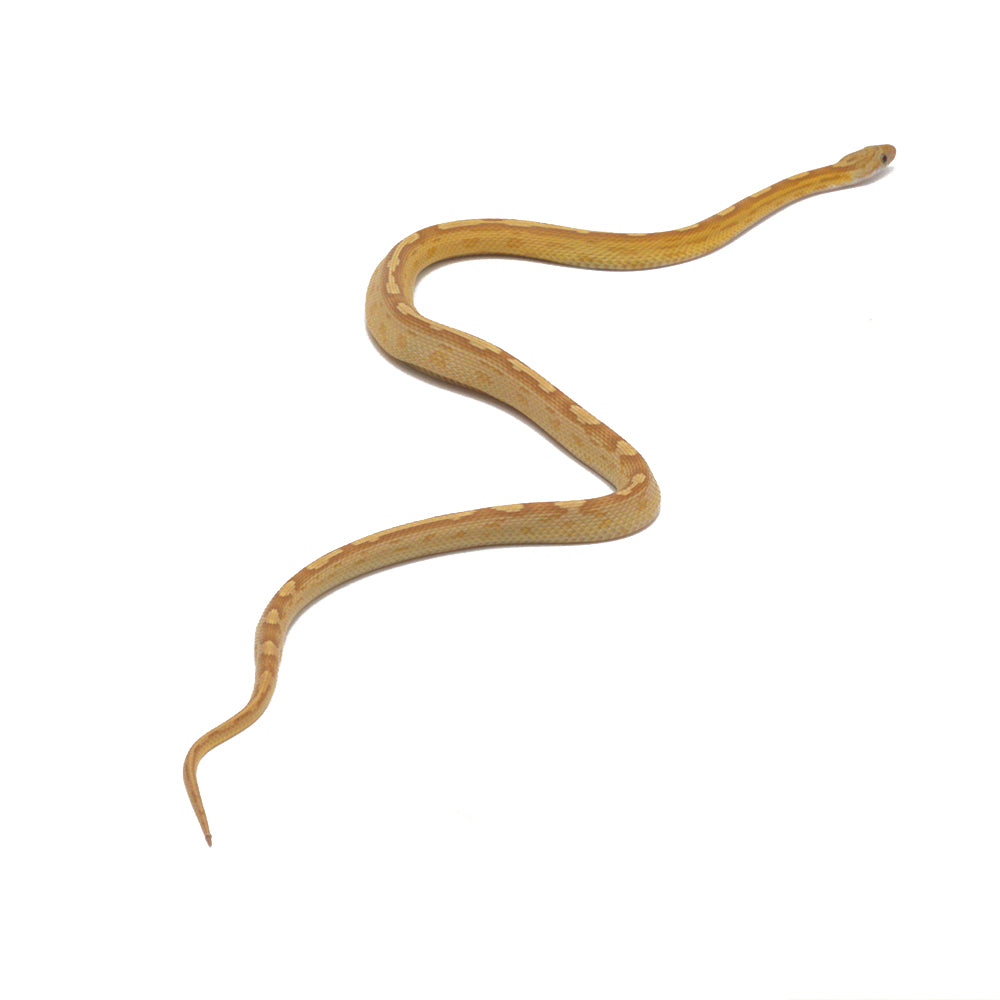 Gold Dust Motley Corn Snake