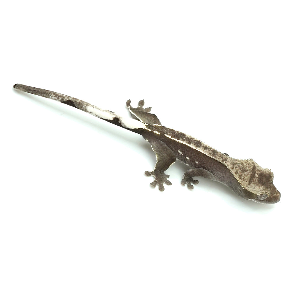 Axanthic Crested Gecko