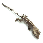 Axanthic Crested Gecko