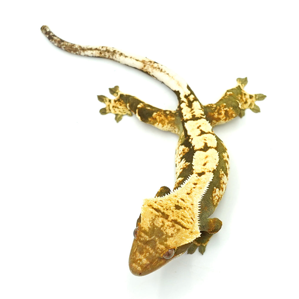 Black & White Harlequin Crested Gecko