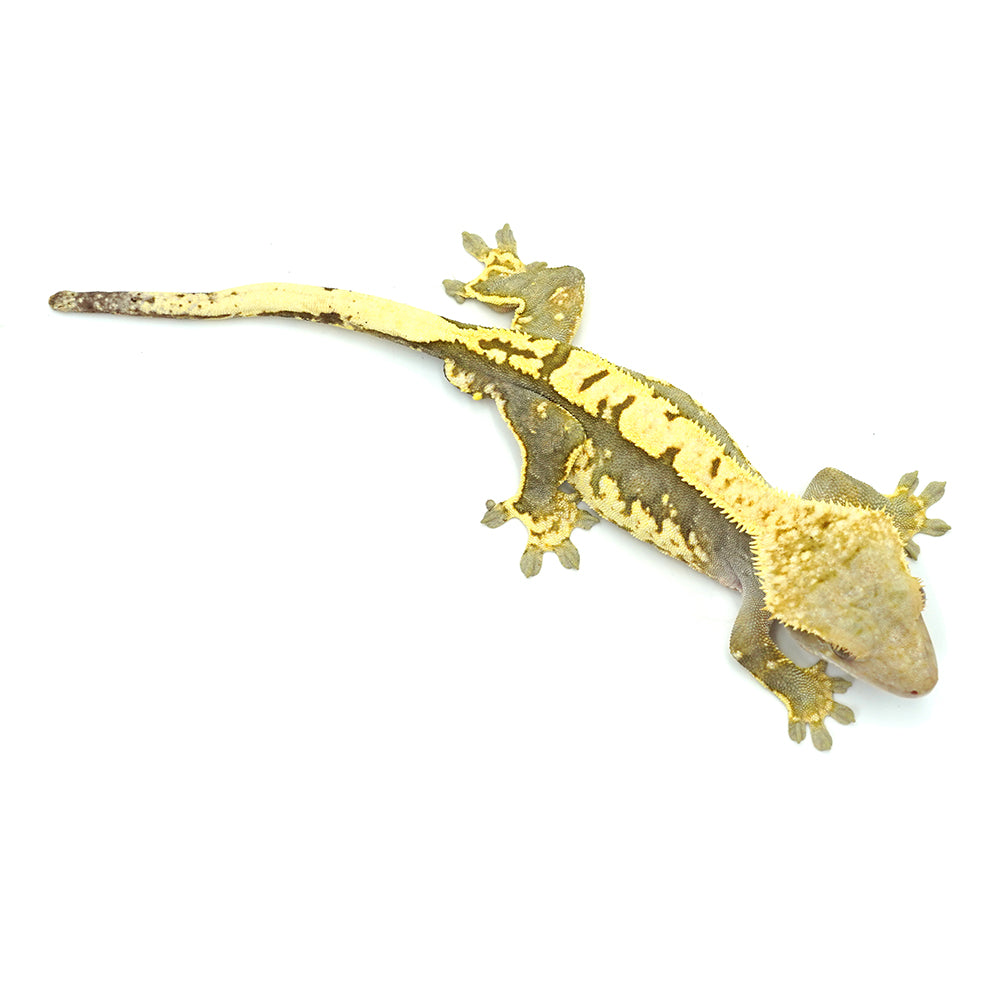 Black & White Harlequin Crested Gecko