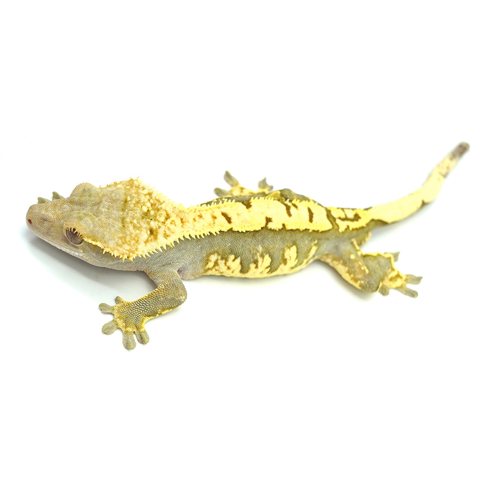 Black & White Harlequin Crested Gecko