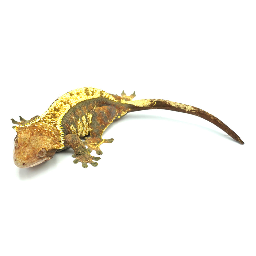 Tricolor Halloween Crested Gecko