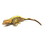 Tricolor Halloween Crested Gecko