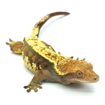 Tricolor Halloween Crested Gecko