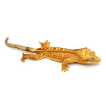 Yellow Tiger Crested Gecko