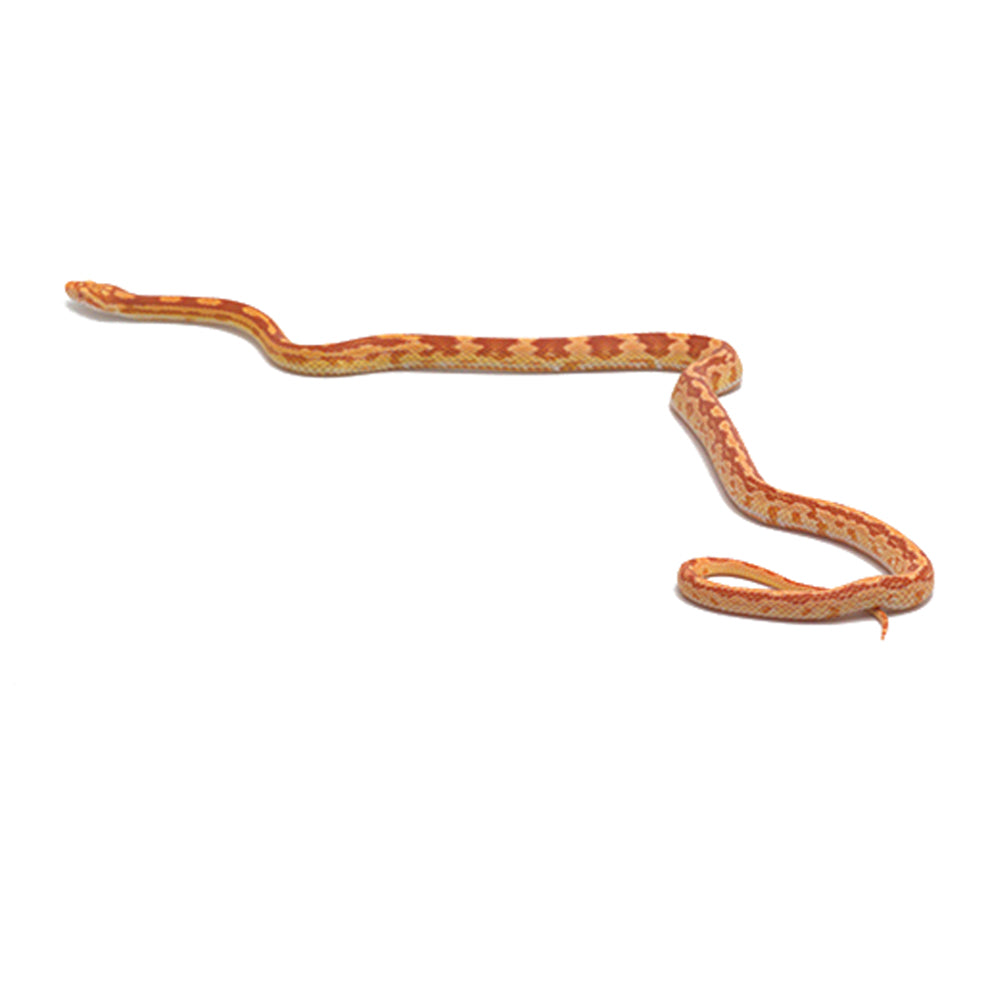 Albino Motley Het. Butter Corn Snake