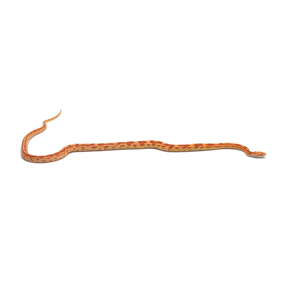 Albino Motley Het. Butter Corn Snake