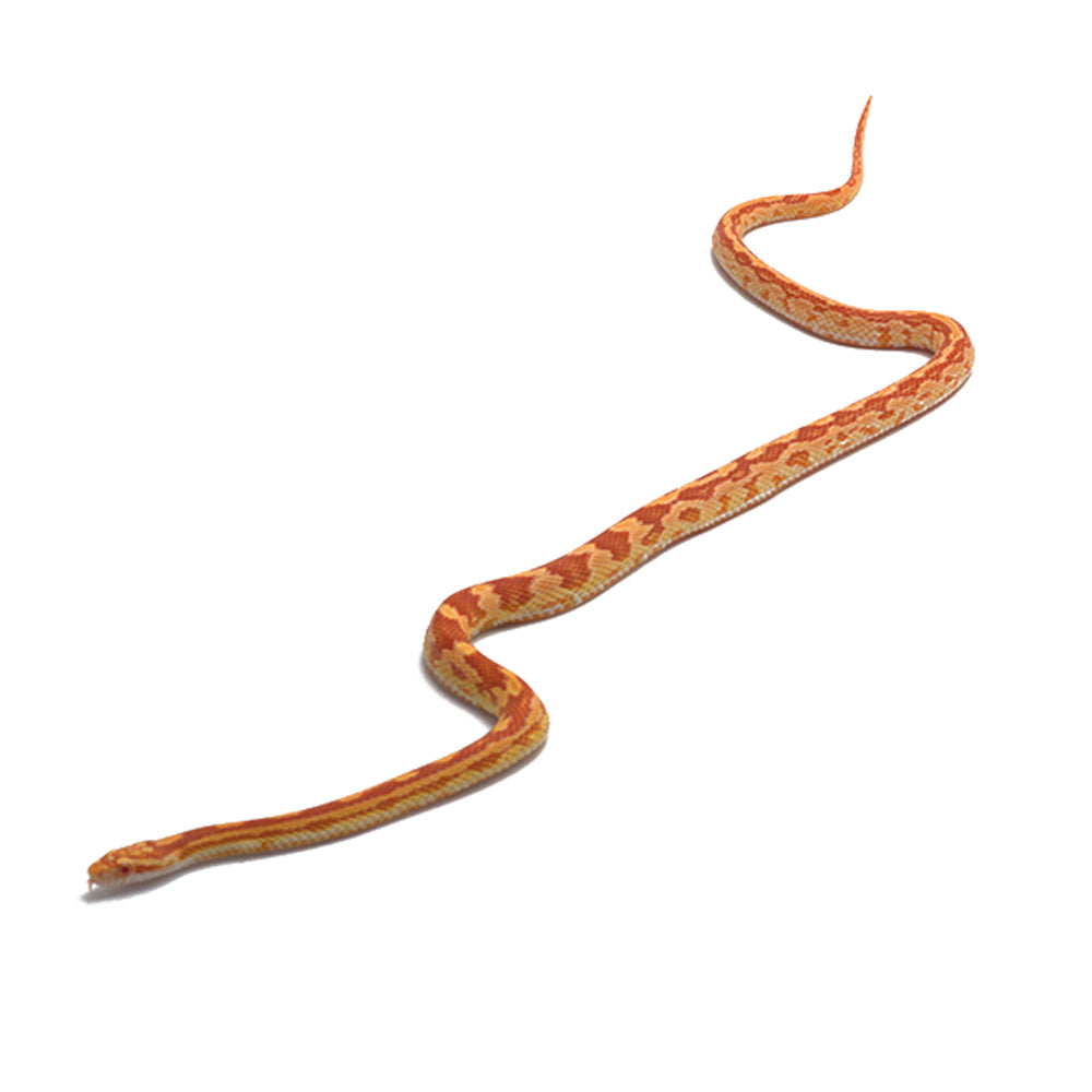 Albino Motley Het. Butter Corn Snake