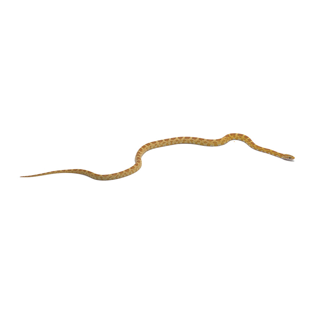 Gold Dust Corn Snake