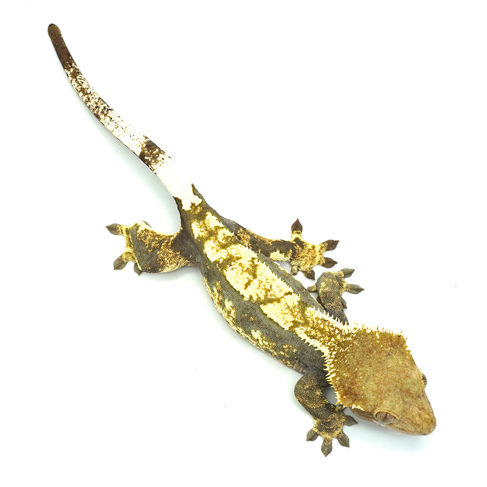 Black & White Harlequin Crested Gecko