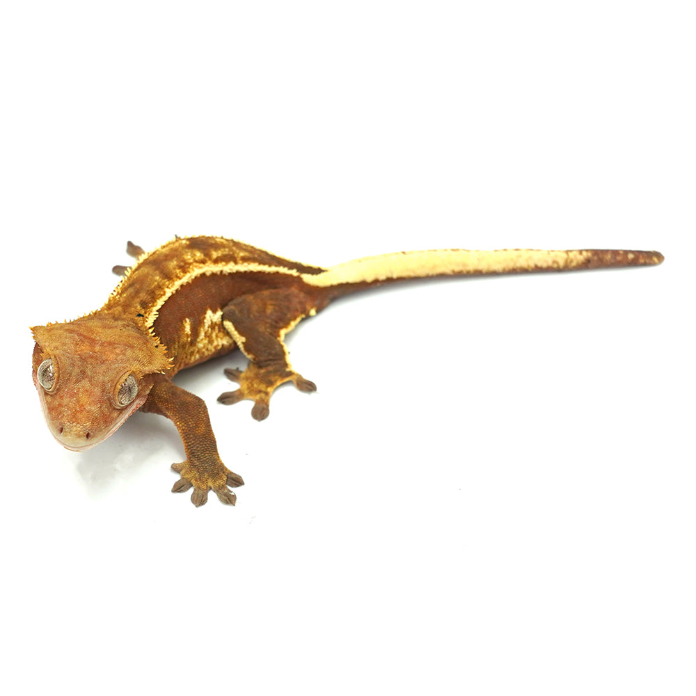 Full Pinstripe Crested Gecko