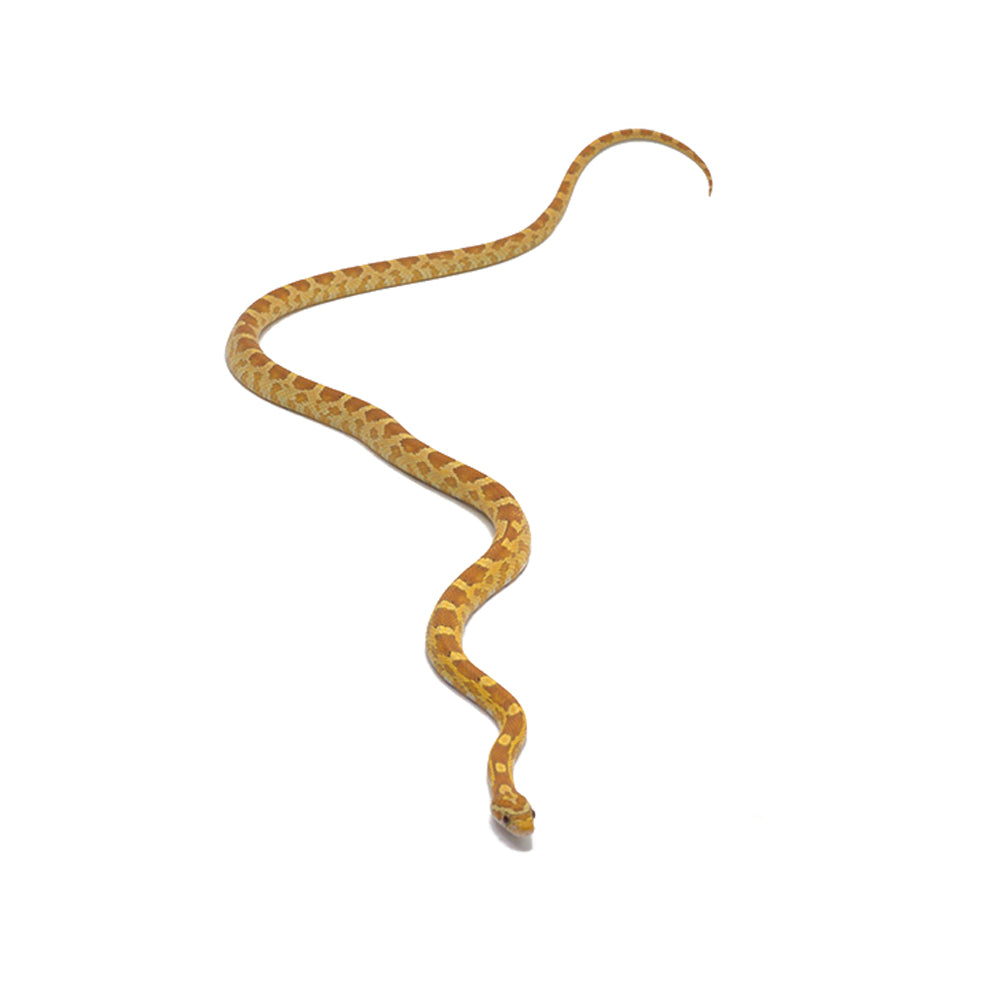 Gold Dust Corn Snake