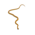 Gold Dust Corn Snake