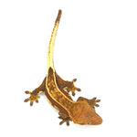 Full Pinstripe Crested Gecko