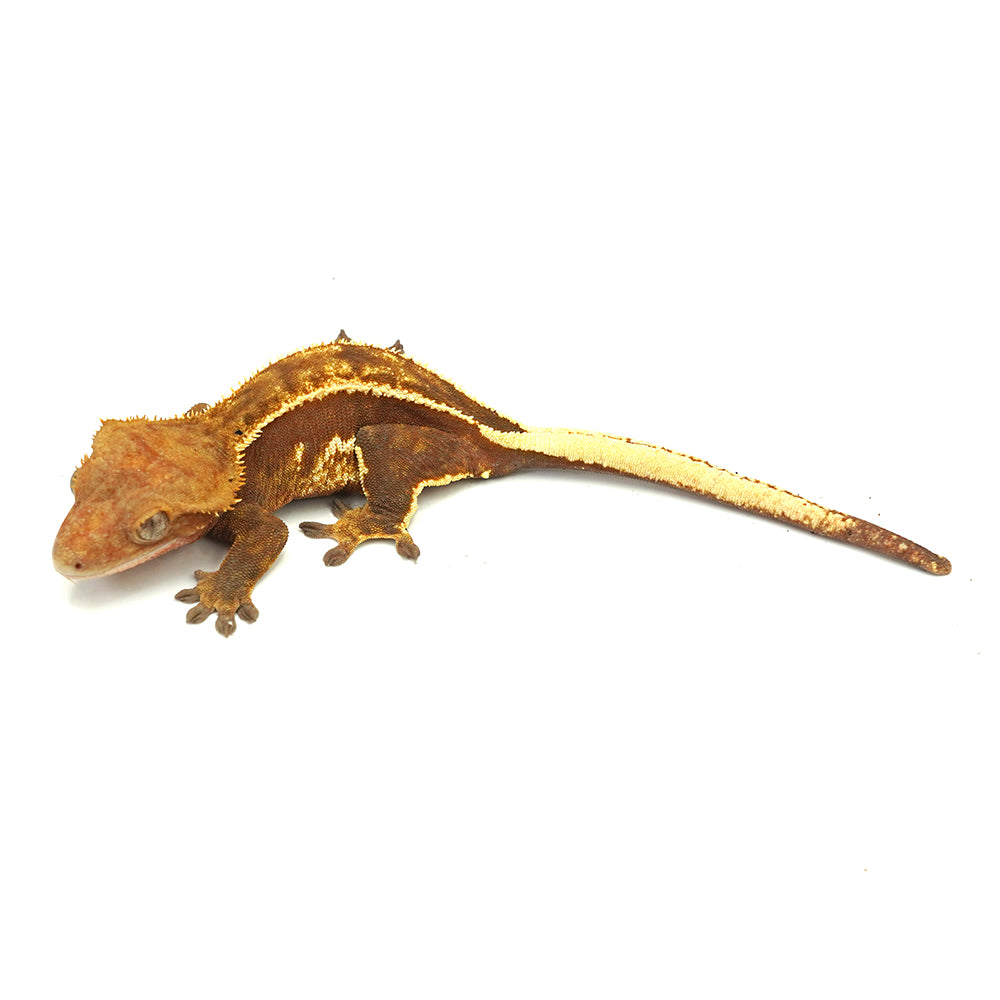 Full Pinstripe Crested Gecko
