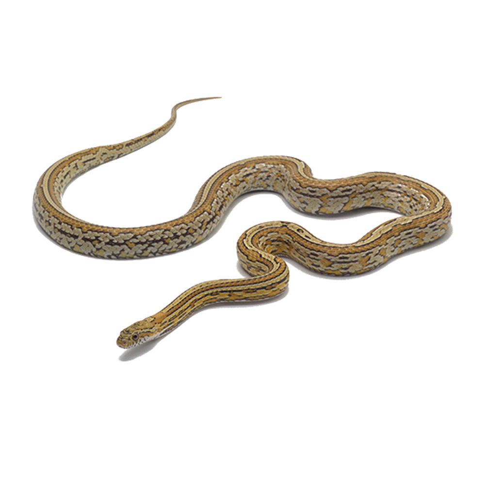 Caramel Tessera Pos. Het Butter Corn Snake